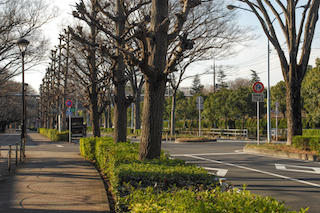 東京競馬場 北側のけやき並木