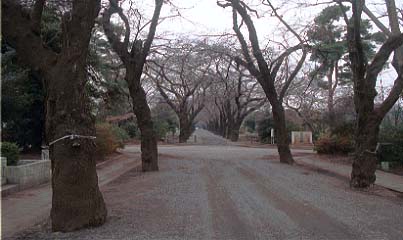 壁墓地通りの桜並木(22区1種72側 付近)　2001年撮影